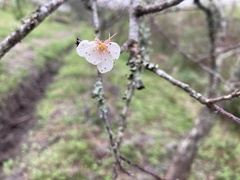 Prunus angustifolia