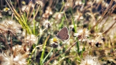 Hemiargus ceraunus astenidas