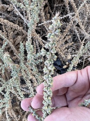 Traganum nudatum