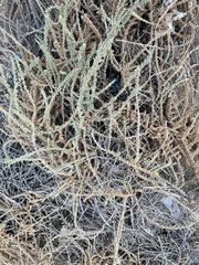 Traganum nudatum