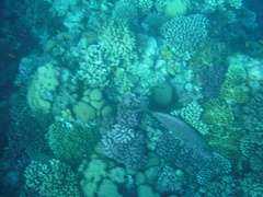 Flavocaranx bajad
