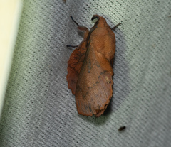 Gastropacha quercifolia