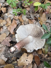 Inosperma adaequatum