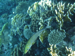 Caranx melampygus