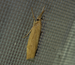 Chilo phragmitella