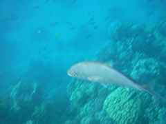 Flavocaranx bajad