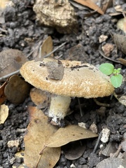 Lactarius mairei