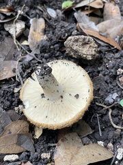 Lactarius mairei
