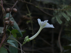 Ipomoea salsettensis