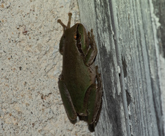 Hyla meridionalis