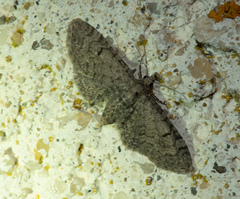 Eupithecia ultimaria