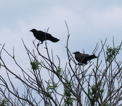 Corvus corone orientalis