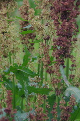 Rumex confertus