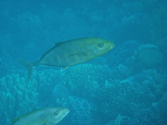 Flavocaranx bajad
