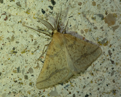 Aspitates ochrearia