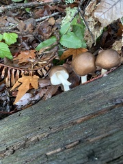 Pluteus