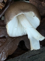 Pluteus