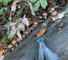 Pluteus