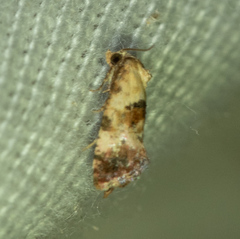 Cochylina