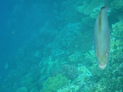 Flavocaranx bajad