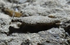 Phereoeca