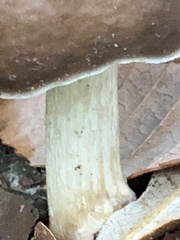 Pluteus