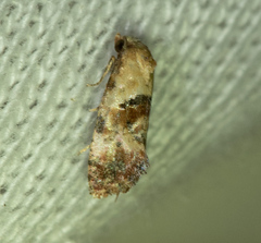 Cochylina