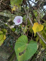 Ipomoea tiliacea