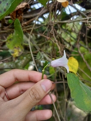 Ipomoea tiliacea