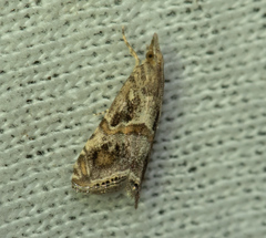 Euchromius