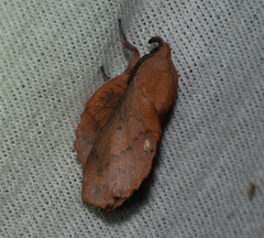 Gastropacha quercifolia