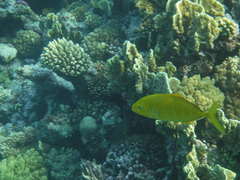 Flavocaranx bajad