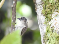 Picumnus granadensis