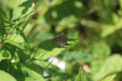 Hermeuptychia hermes
