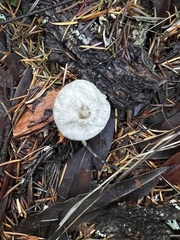 Spodocybe trulliformis