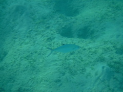 Scomberoides lysan