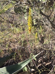 Aloe vera