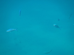 Caesio varilineata