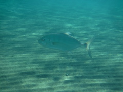 Ferdauia ferdau