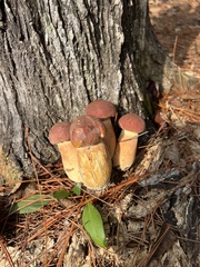 Boletus pseudopinophilus