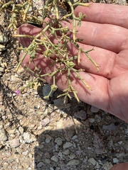 Angiospermae