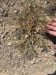 Angiospermae