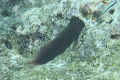 Cirripectes stigmaticus