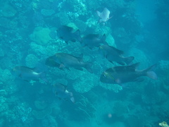 Monotaxis grandoculis