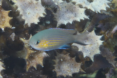 Pycnochromis vanderbilti