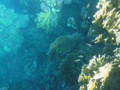 Flavocaranx bajad