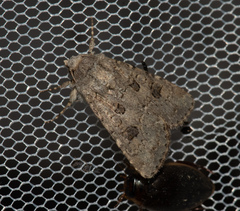 Anarta sodae