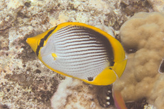 Chaetodon melannotus