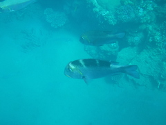 Monotaxis grandoculis