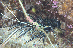 Panulirus versicolor